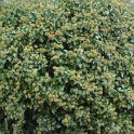 Hedera helix 'Arborescens' P26